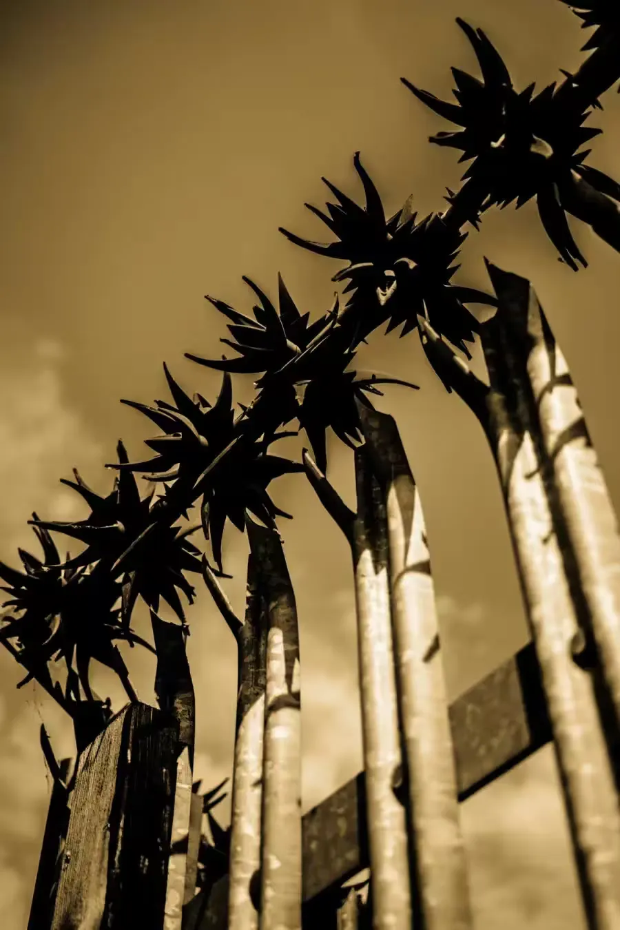 TODO: describe this image