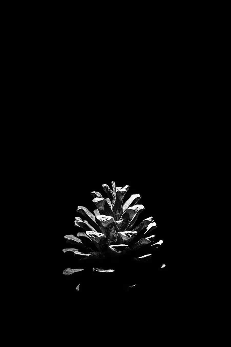 A pine cone lit from above