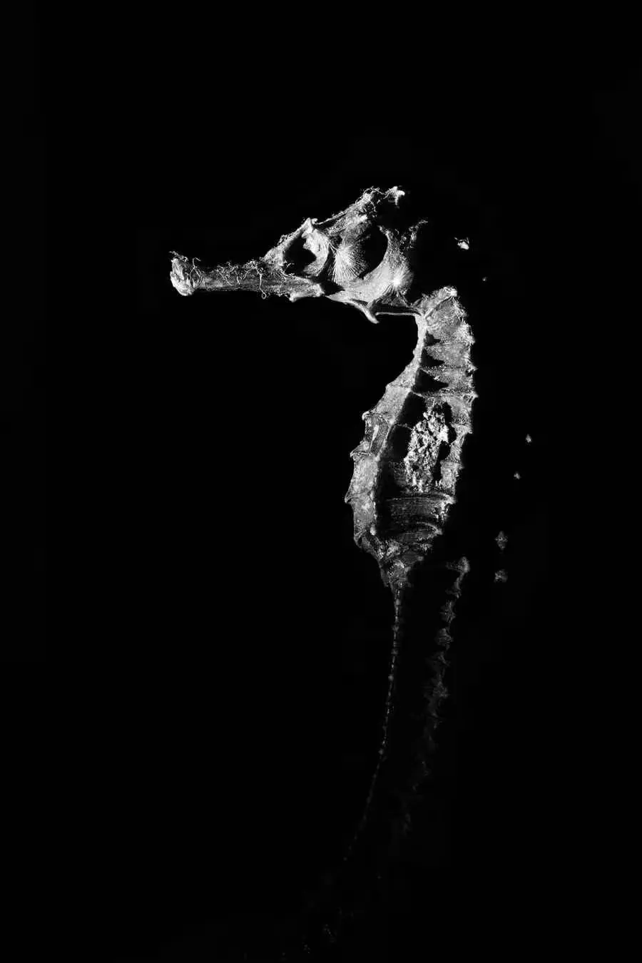 A fossil of a seahorse