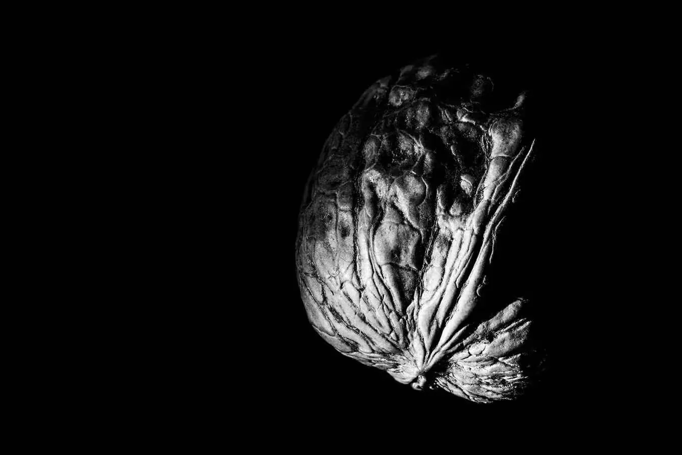 A walnut lit from below