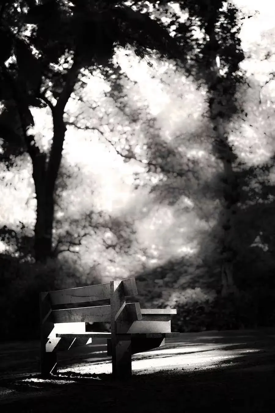 Lonely bench in a park