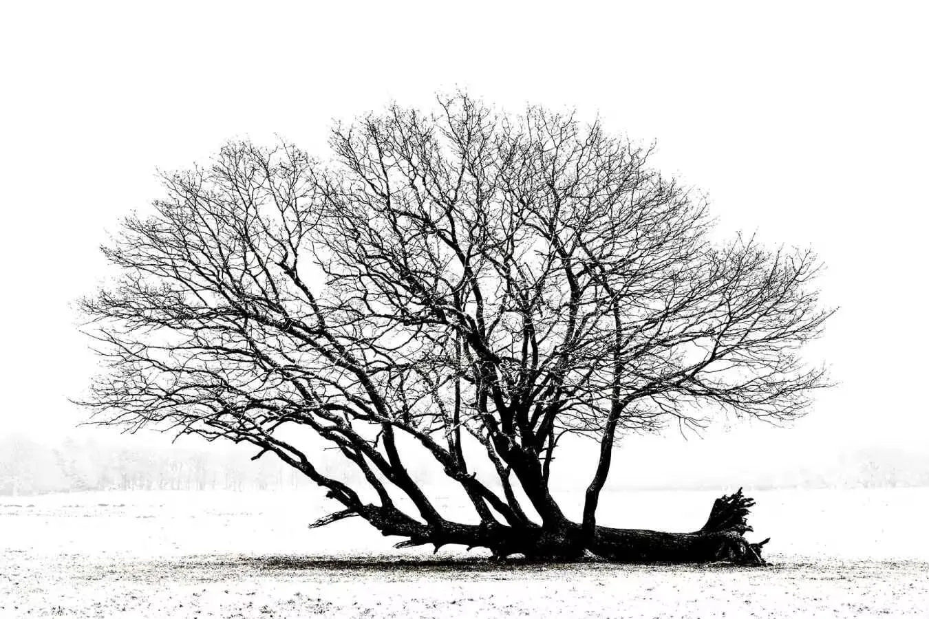 A lone cut down tree in a white space
