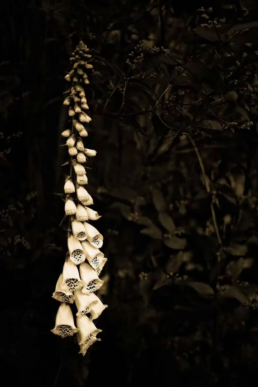 A tall plant with numerous blossoms